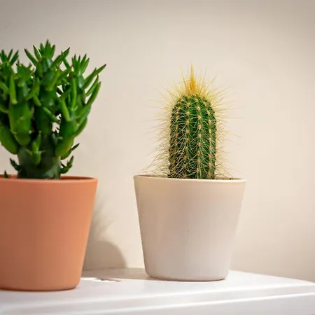 Appartement La Love-room D'alice Balnéo Et Vidéo-projecteur ! *